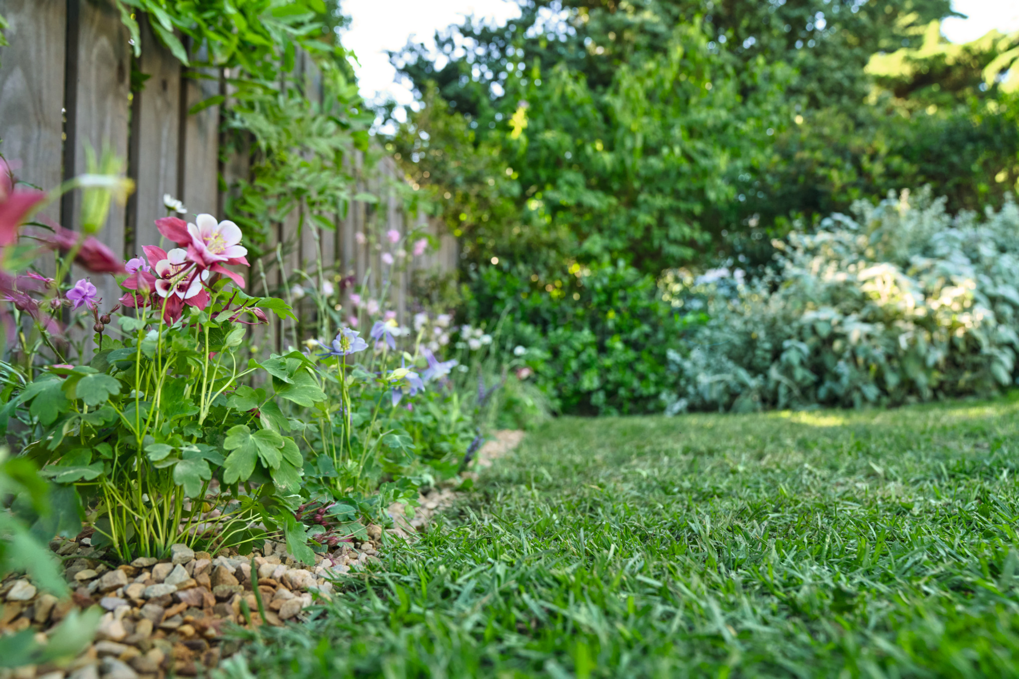 Une bande fleurie se trouve entre une pelouse et une clôture en bois, avec des arbustes de jardin en arrière-plan 